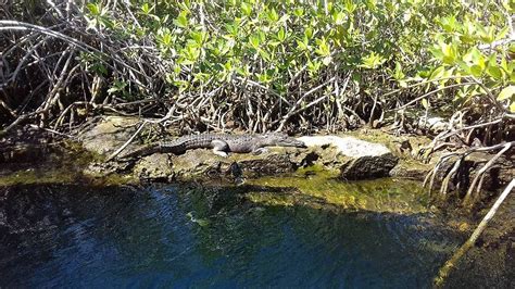 FLYING FISH TULUM (2026) All You Need to Know BEFORE You Go (with ...