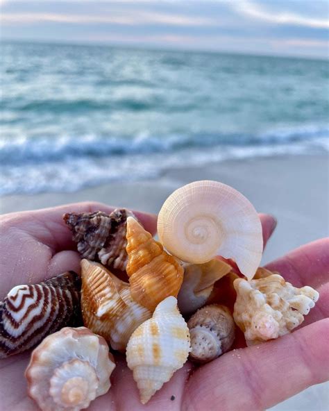 Shelling on The Beaches of Fort Myers & Sanibel | Sanibel island, Shell ...
