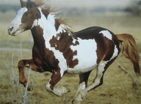 Painted Mustang | Beautiful horses, Mustang horse, Wild horses mustangs