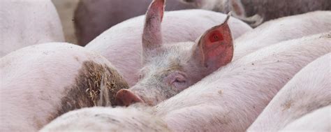 Schweinepreise steigen endlich: Zu wenig Schweine am Markt | agrarheute.com