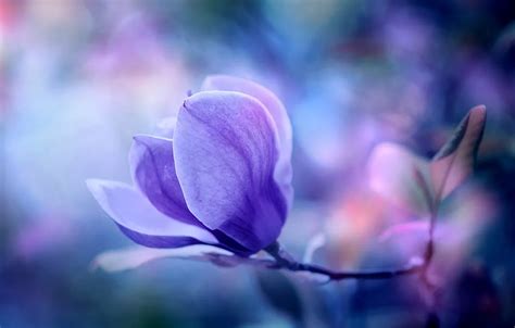 Wallpaper flower, macro, nature, background, Wallpaper, plant ...