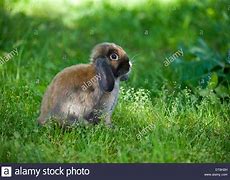 Image result for Lop Ear Rabbitt