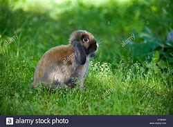 Image result for Lop Ear Baby Child