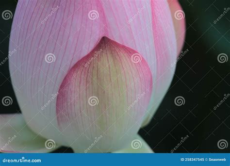 Blooming Lotus Flower and Lotus Flower Plants Stock Image - Image of ...