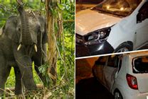 男子驾车误撞小象遭5头大象围攻 科普：群居动物家庭观念极强--快科技--科技改变未来