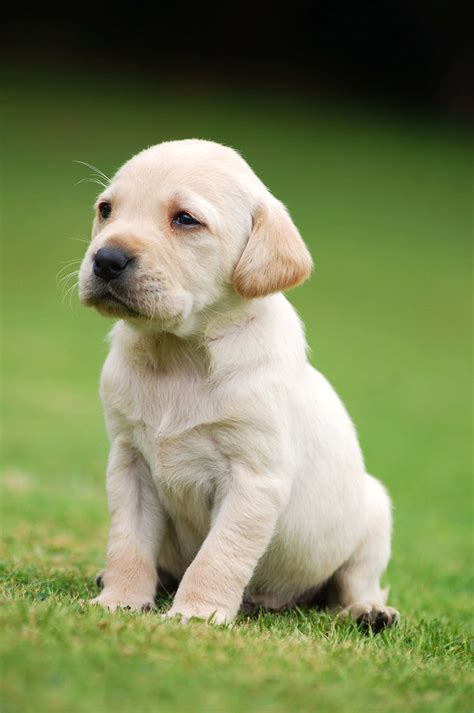 Image result for Dogs Slayer Task Safe Spot