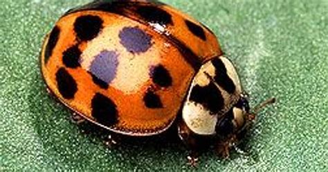 Asian lady beetles are invasive insect bullies that stink, bite