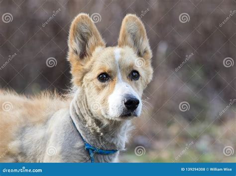 Senior Corgi Mixed Breed Dog Stock Photo - Image of control, doggie ...