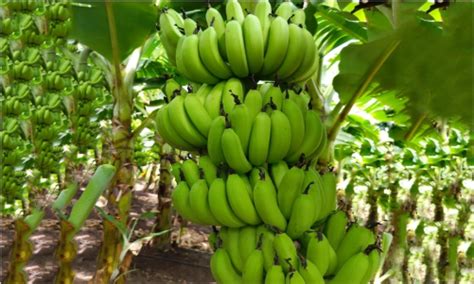 Top Quality Banana Exporter in Aurangabad India