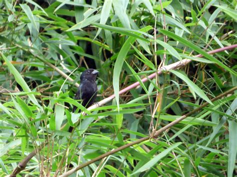 Blackish-blue Seedeater - eBird