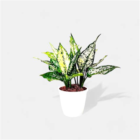 Buy Aglaonema Snow White Plant online at best price