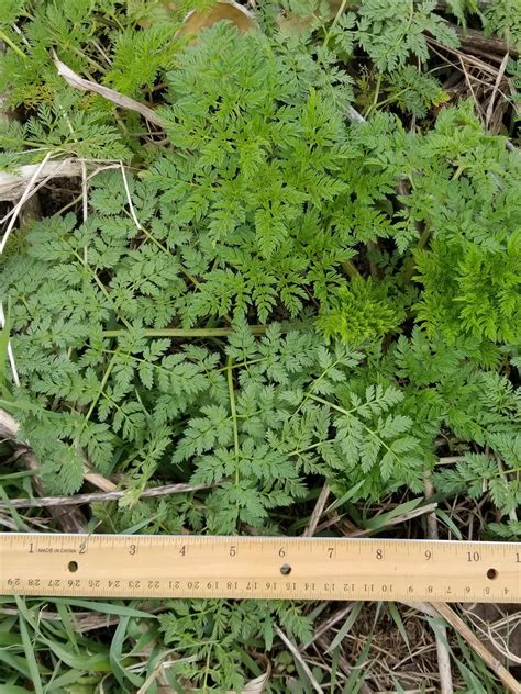 Poison Hemlock Rash