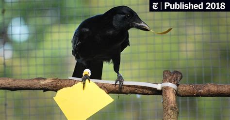 Image result for Crows Using Tools