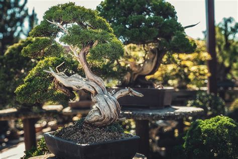 What is BONSAI?