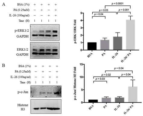 Cells | Special Issue : Innate Immune System in Immune-Mediated ...