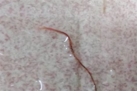 在洗手间中发现这种细细长长的红色虫子，是红线虫吗？_百度知道