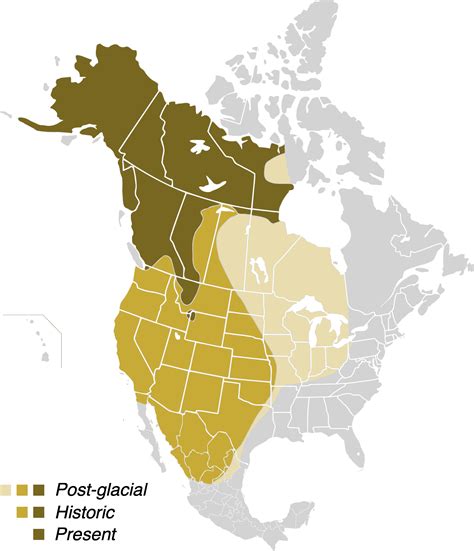 Do Grizzly Bears Still Live in Colorado? - Uncover Colorado