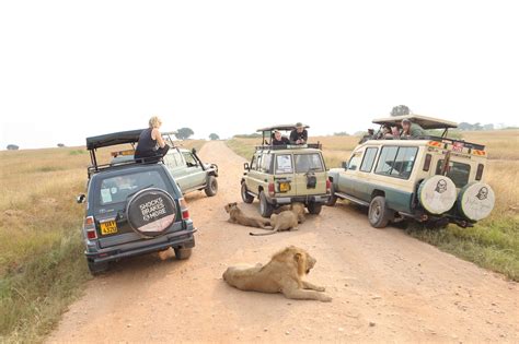 Up close with the kings of the jungle in Queen Elizabeth National Park | Monitor