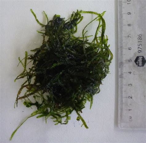 Live Java Moss 的图像结果