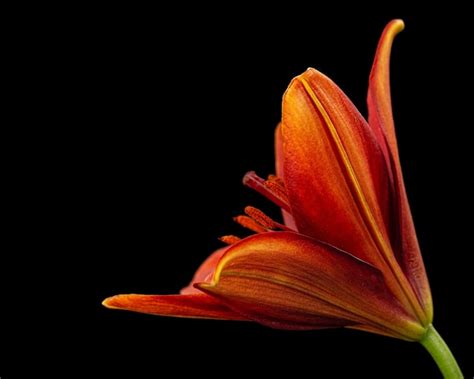 Image result for High-Rise Derby