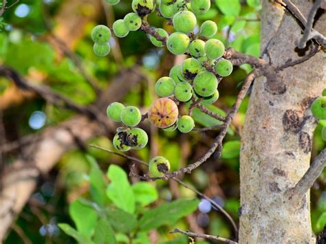 ଶହେରୁ ଅଧିକ ଔଷଧର କମ୍ୱୋ ପ୍ୟାକ୍ ହେଉଛି ଏହି ଗଛ! ହାଡ଼ ହେବ ଶକ୍ତ....ଅନେକ ଫାଇଦା ...