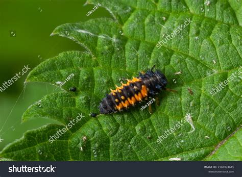 Macro Photo Ladybug Larvae On Green Stock Photo 2166974645 | Shutterstock