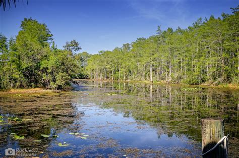 Visita a Grassy Water Preserve -West Palm Beach downtown - Andanzas de ...