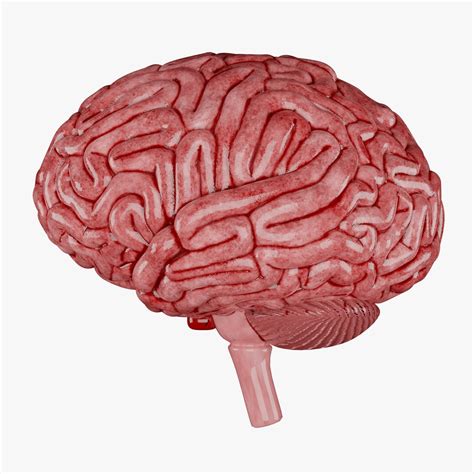3D Human Brain 3D Model - Realistic Human Brain Anatomy Model ...