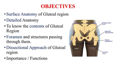 GLUTEAL REGION DR MONIKA SHARMA.pptx
