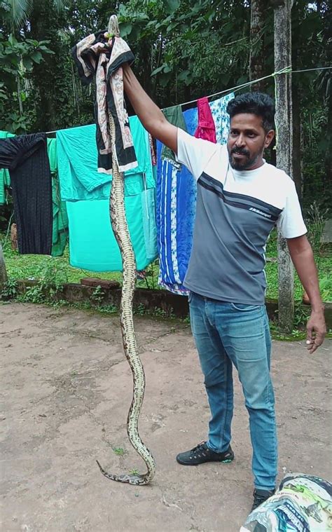 Image result for 8 Foot Python