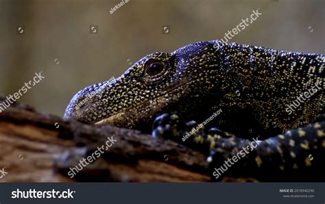 Nature Animals 的图像结果