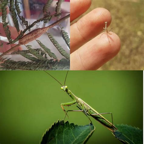 Praying Mantis Life Cycle Praying Mantis Lifespan: How Long Do Praying