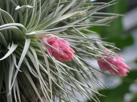 Tillandsia species (Air Plants) - Riverside Garden Centre