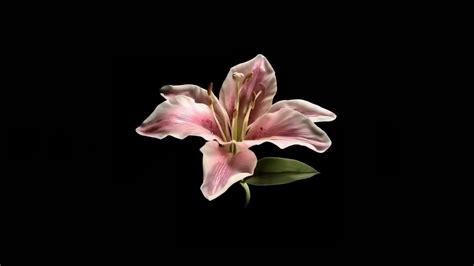 Pin by Margherita Marcato on drawings | Macbook air wallpaper, Flower ...