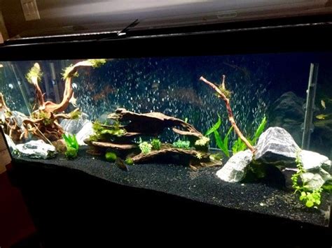 Fish Tank Gravel Or Sand - Rin Aquarium Fish