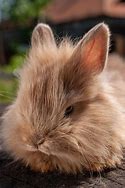 Image result for Small Angry Rabbit