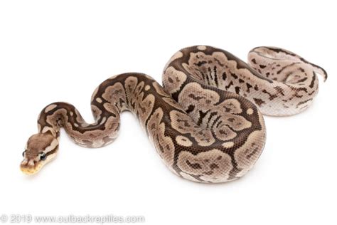 Image result for Axanthic Spider Ball Python