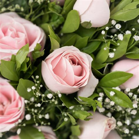 Spring Rose - Buy Fresh Rose Bouquets Online - The Flora