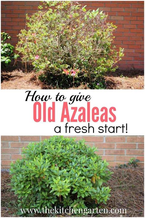 Image result for Azalea Pruning