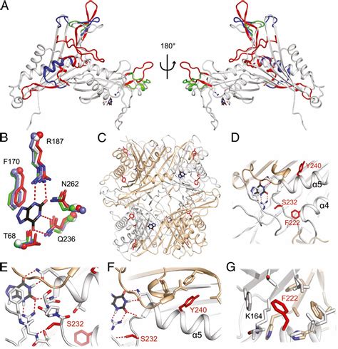Evolutionary history and metabolic insights of ancient mammalian uricases | PNAS