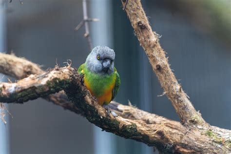 Image result for Simple Parrot Treets