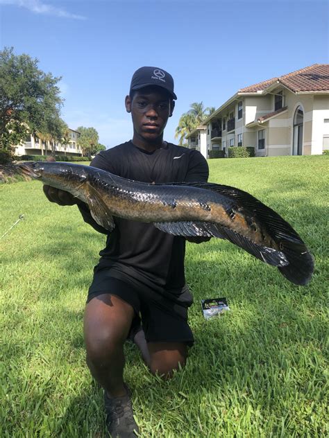 412 best Snakehead images on Pholder | Fishing, Aquariums and ...