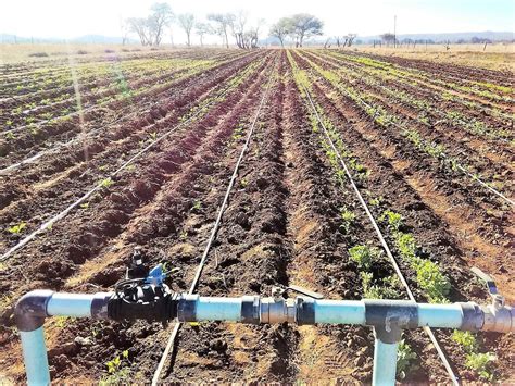 灌溉 的图像结果