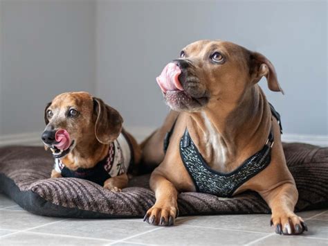 Pit Bull Mix's Loving Bond with Dachshund Sibling Is Straight Out of a ...