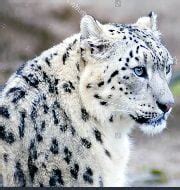 Snow leopard no longer endangered: IUCN – GKToday