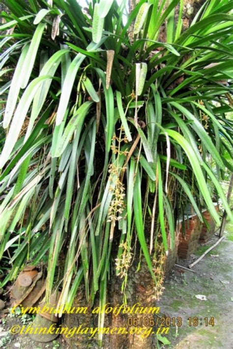 Medicinal Plant Details