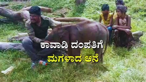 Elephant Whisperers in Kavadi, Rampur Elephant Camp | ರಾಂಪುರ ಆನೆ ಶಿಬಿರದ ...