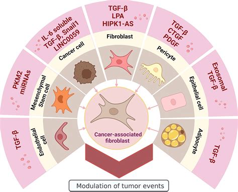 Frontiers | Cancer-associated fibroblasts in gynecological malignancies: are they really allies ...