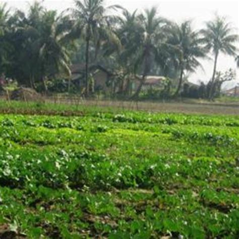 Image result for Vegetations Field Study Examples