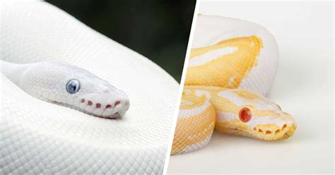 Image result for Sunset Leucistic Python's